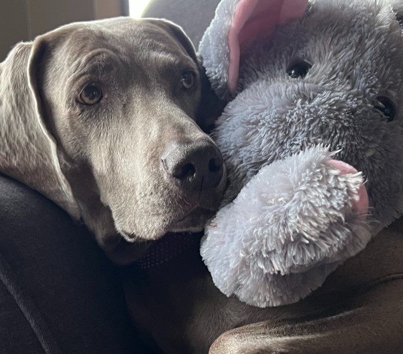 Dog and Elephant