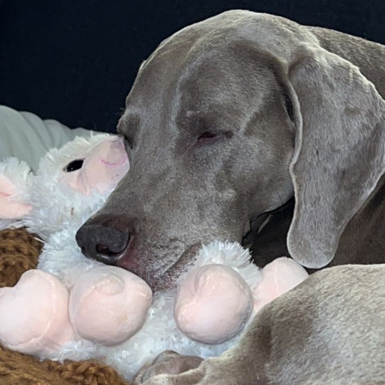 Dog sleeping with toy.